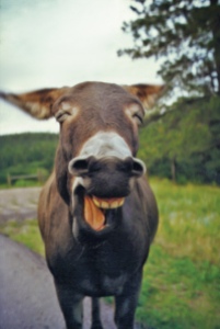 laughing donkey